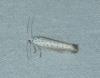 Yponomeuta sp.
